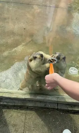 #animallover #funnyvideos #goviral #foryou #animals 