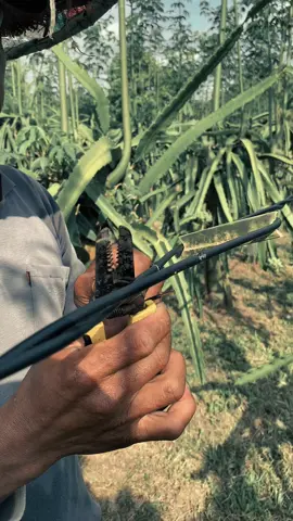 #CapCut #petaniindonesia🇮🇩🇮🇩🇮🇩🌿🌿 #buahnaga #petanimuda #petanimudasukses #pemula #trend #keren #kerenbanget #trending #fypageシ #laguterbaru #fypdongggggggg #masyallahtabarakallah #tiktok #post #bwi #draf #semangat 