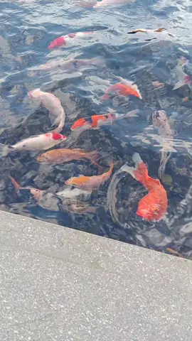 #fyppppppppppppppppppppppp #affiliatepemula #pejuang600followers 