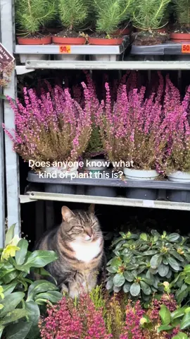 Meowgnolia? #fyp #cat #strangeflower #flower 