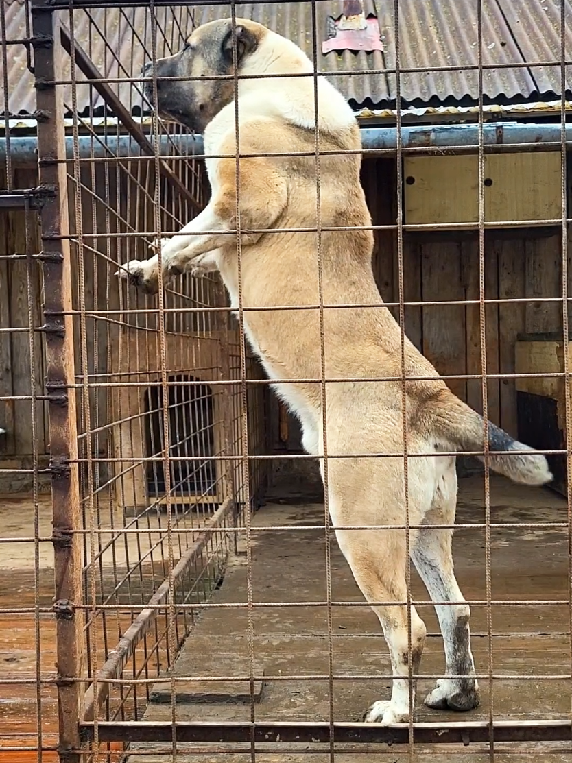 #alabai #fyp #goviral 