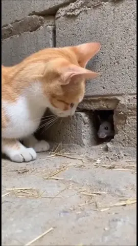 #فديوهات #توم_جيري #مضحكه 