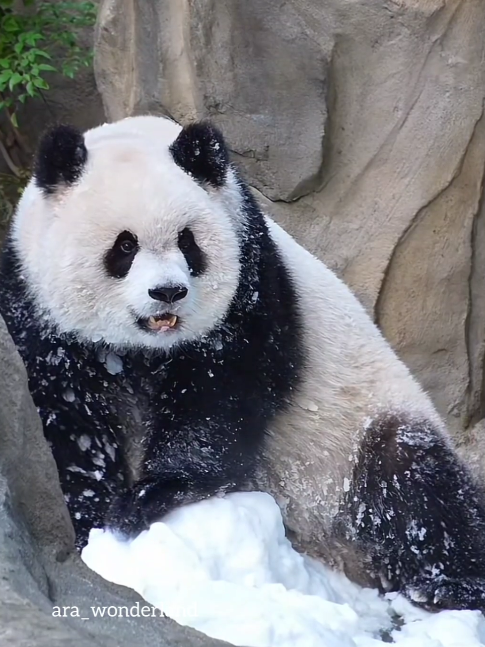 Beautifully photograph😍 Yuai sangat photogenic. The camera loves her 😍😍 #yuai #yukeyuai #panda #渝可渝爱 #大熊猫渝爱 
