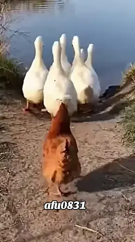 #粉丝一千万 #funny #foryou #viral #fyp 