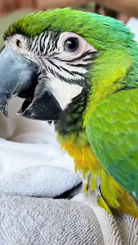 #tropicalavianoasisandrescue #rescue #Love #sanctuary #talkingparrots 