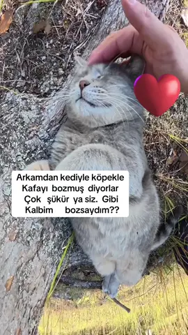 Benim yolum belli gerisinden kime ne……