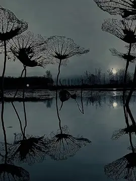 #CapCut #dianastemplate #quotes #trending #foryou 