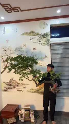 Hết nước chấm chưa ạ#bonsai #xuhuong #muoihong #buiduyhung #caycanh 