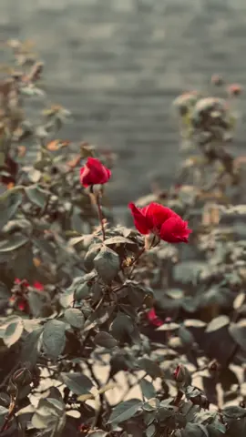 اپنی زندگی کو اتنا مصروف اور مقصد سے بھر پور بنا لو کہ تمہارے پاس دوسروں کی برائیاں یا باتیں کرنے کا وقت ہی نہ بچے ۔ کامیاب انسان وہ ہے جو اپنی اصلاح میں لگا رہتا ہے۔ دوسروں کی خامیاں دیکھنے والا اکیلے رہ جاتا ہے، مگر اپنی کمزوریوں کو سمجھنے والا آگے بڑھ جاتا ہے۔ #foryoupage #foryoupage #pashtosong #pashtosong #lostxr 