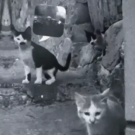 Just random Kurdish cat - and edit in the background is by @𝐯𝐫𝐢𝐥𝐥𝐢𝐚𝐭𝐢𝐚𝐧.  #zaxo_duhok_hewler_slemani_hawler #kurdistan #viral #cat 