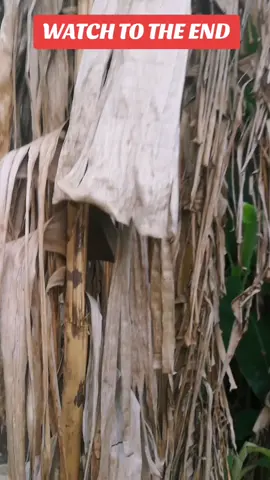 #fyp #viralvideo #makemefamous #tiktok #trending 