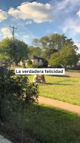 Son mejores amigos 😭 vía @levi.s.b