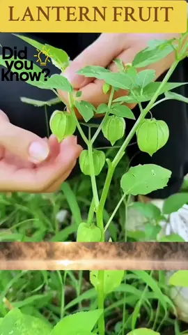 #creatorsearchinsights  #amazing  #DidYouKnow 