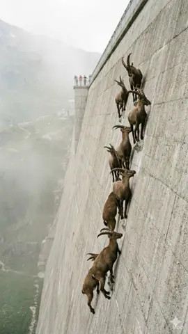 Fantastic creatures and the places they call home. ✨ #FantasyVibes #MagicWorld #Creatures #FYP #StoryMode 