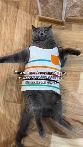 #котбританец #котфиля #котикиприколы 