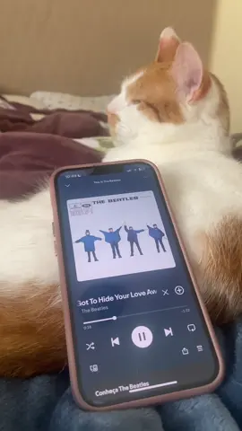 You’ve Got to Hide Your Love Away @The Beatles @Spotify #thebeatles #catspotify #catoftiktok #catbathtime 