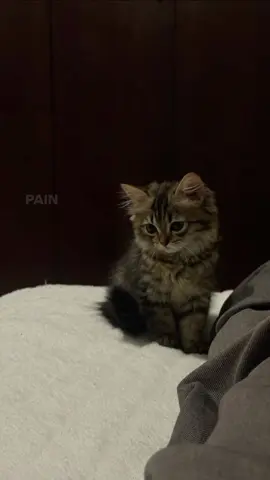 #lyrics #foryou #yckoimebskt #december #neckdeep 