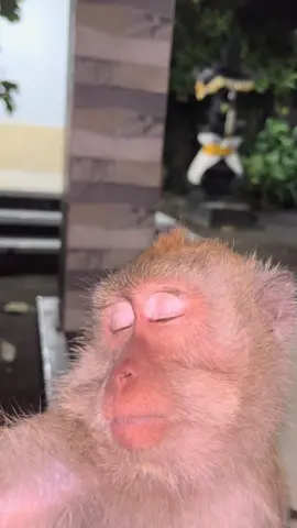 Bangun bangun nyet#fyp #fypシ゚ 