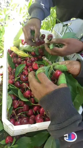 #chile #bolivia #bolibianosenchile #temporerosbolivianos🇧🇴🇨🇱 #cosechas 