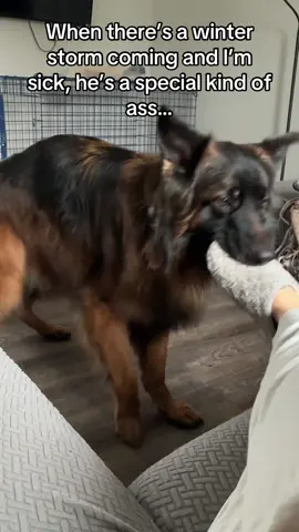 #GSDofTicTok #DogsOfTickTock #WinterIsComing #DukeCantHandleWaitForSnow #MyFeetAreCold
