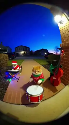 cat band  #cat #animals #ai 