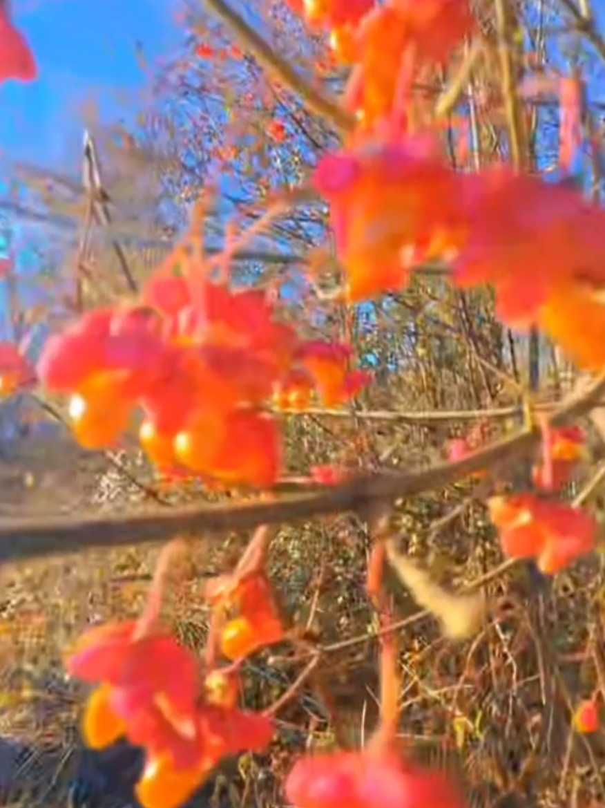 #xuhuong #loihayydepmoingay 