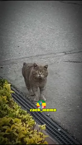 kukusha😂😂#habeshatiktok #viralvideos #fypシ゚ #foryou #ethiohumor 