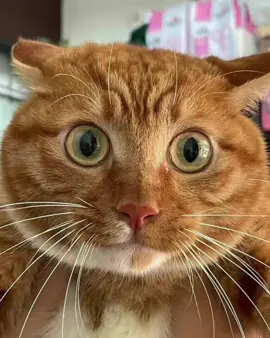 wlhi waa yaabnhy ##ikk🎀👸🏽🌷 ##dhusuqleyyy🕊🤤💅 ##walashei 