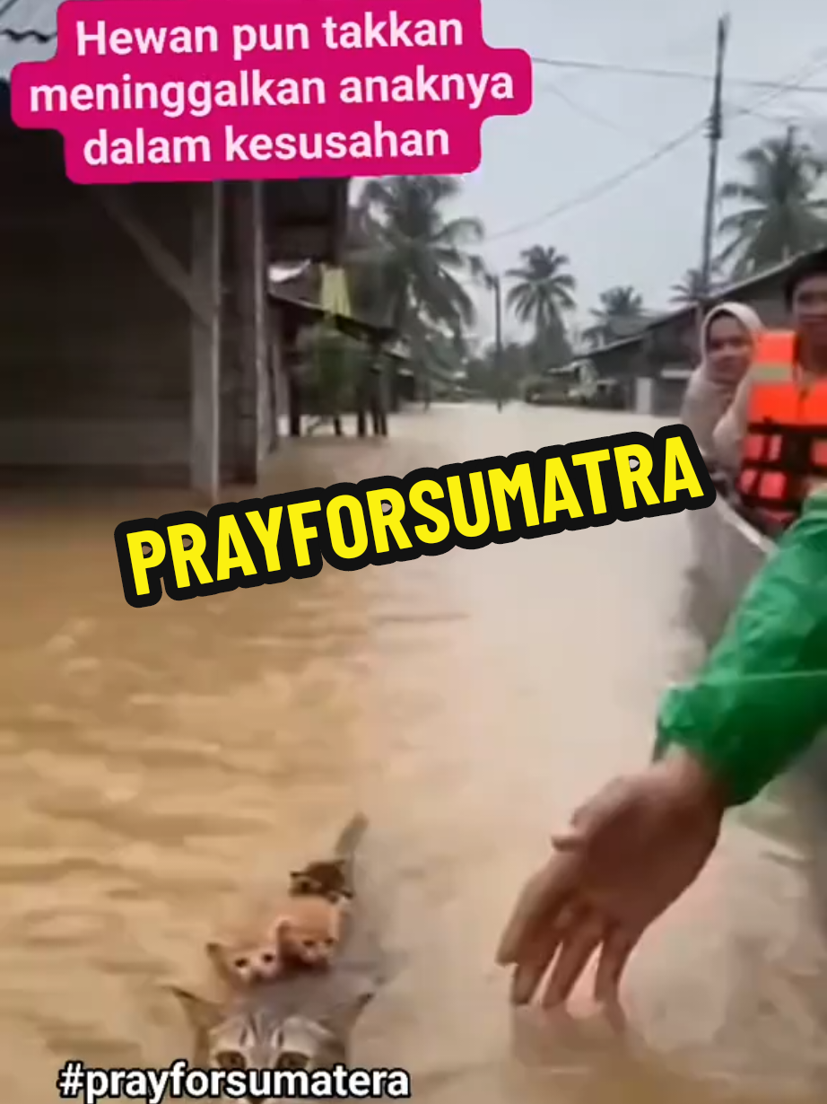 Hewan aja gak mau tinggalin anaknya apalagi manusia😍  #prayforsumatera #sumatrautara #sumatrabarat #aceh #banjirbandang 