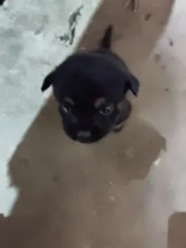 Tiny little baby 🐶 🤏🏻 #pet #dog #puppy  