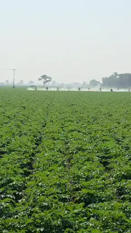 #mashallah @Alkhaliq agri farm 🥔 @485 Farm 