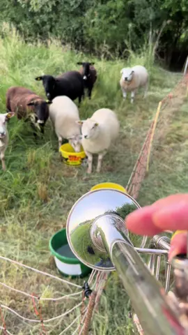 Hello Dear friends !🐏 #trumpet #animalcrossing #fpyシ 