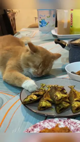 Little mischievous 😂#funnycats #pet #catsoftiktiok #cat #usfyp 