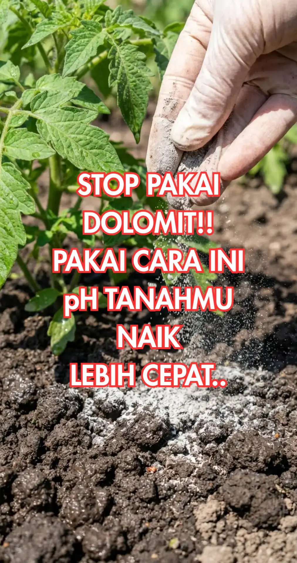 Dolomit merupakan jenis batuan yang berfungsi untuk menaikkan tanah, tetapi waktu yang dibutuhkan tanah untuk memprosesnya lumayan cukup lama#dolomitbuattanaman #petanimilenial #creatorsearchinsights 