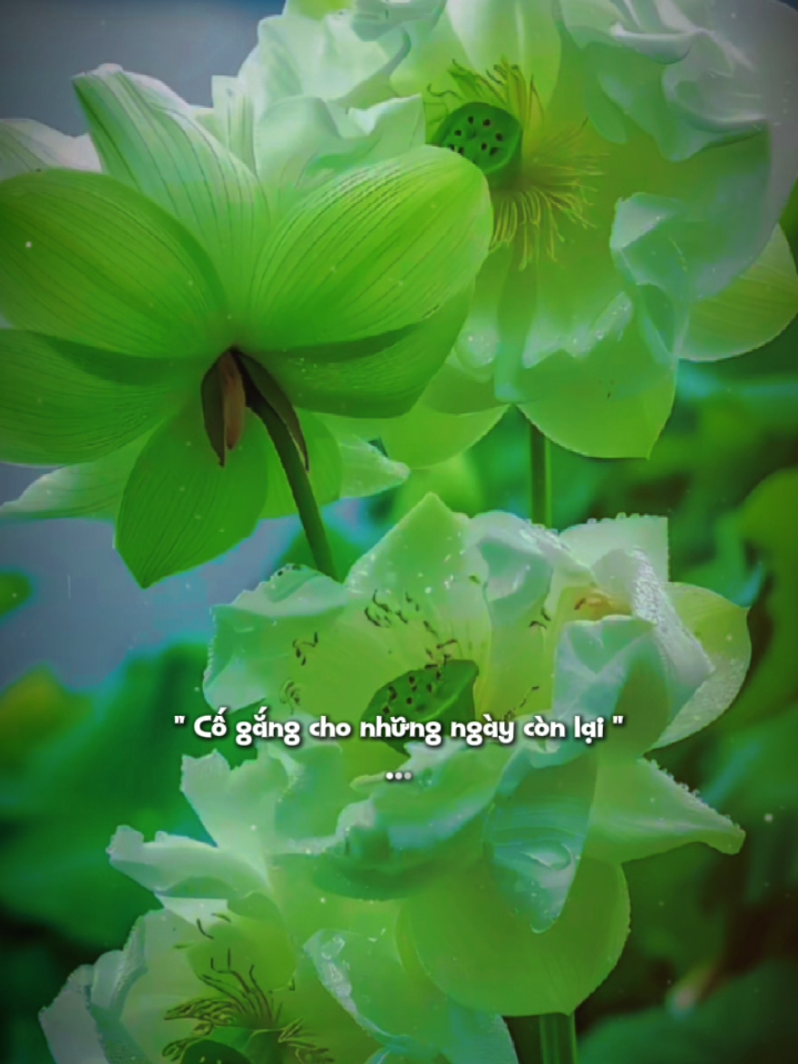 Xin chào tháng 12 #suymotdoii #chualanhtamhon #podcast #buon #viral 