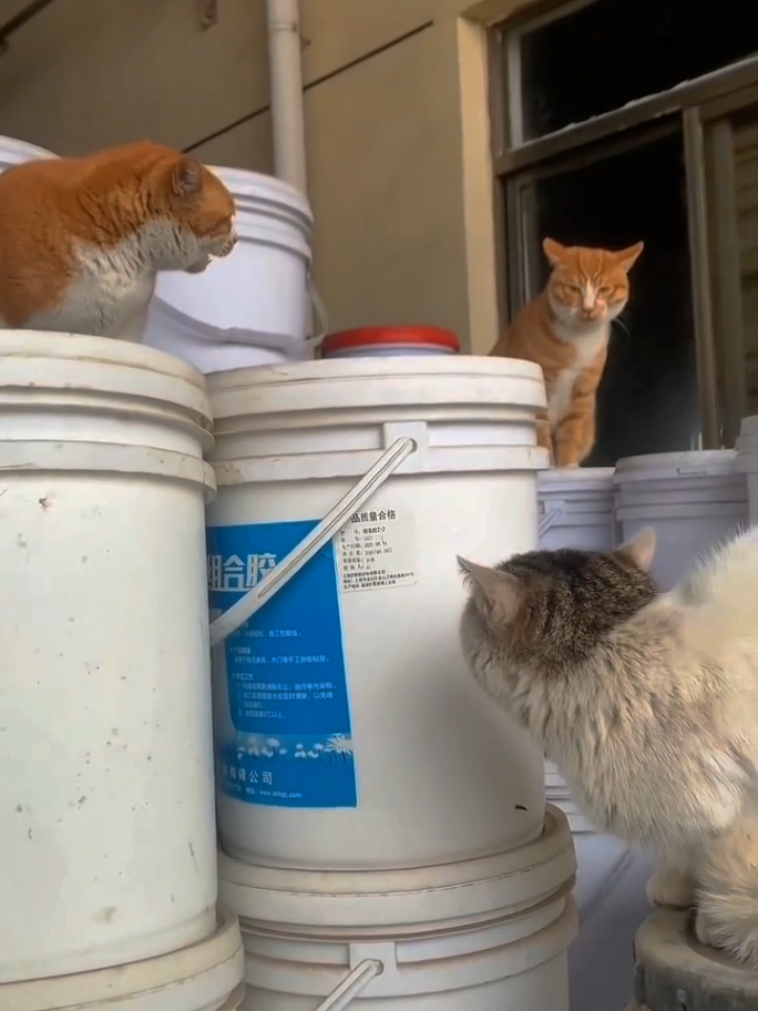 CAT'S FIGHT INNER WAR 38 