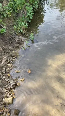 Attrapez pas ma veste je suis no kill je prélève juste les arc 🤣#humour #peche #nature #pourtoi #fyp 