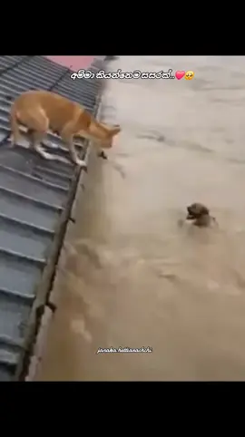 ඒ අම්මා..🥺 #creatorsearchinsight #srilankan_tik_tok🇱🇰 #viral_video #foryoupage #trading 