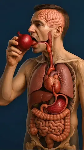 What Happens If You Eat 1 Onion Daily🤮😱😱🤔🇺🇲🇬🇧🇩🇪#fyp #anatomy #scienceCraft #viralvideo #ushealthcare 