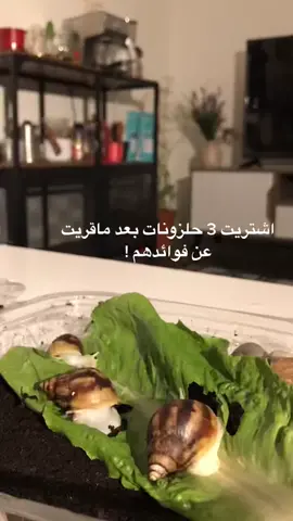 تدرون الحلزون مره يصير انثى ومره يصير ذكر ويتكاثرن 