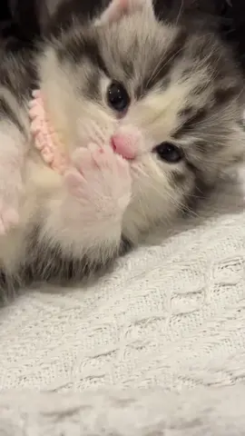 So cute #cutecat #pet #kucing #kitty #funny 