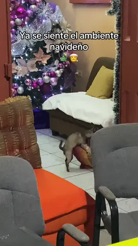 Ni porque anda con yeso 😭😂 #navidad 