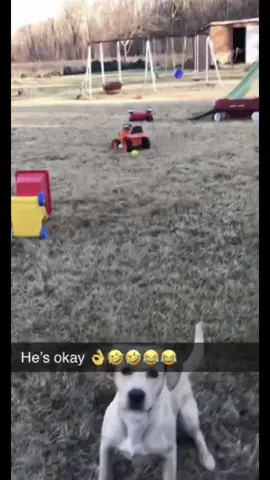 #CapCut #fail #dogsoftiktok #datboybrandon3 #datboybrandon3 