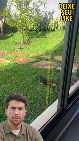 Tucano Ataca João-de-Barro #bird #animal