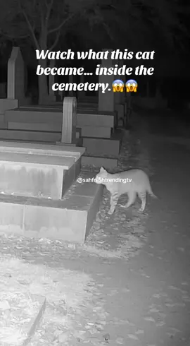 A cat transformed into an elderly woman… inside a cemetery at night. #C#CemeteryMysteryV#ViralTransformationC#CreepyNightVideoS#SupernaturalMomentTrendingNow