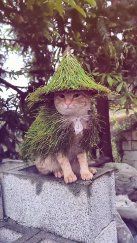 🍀🍃☘️ (song: ilyTOMMY - sick & tired 3) #ilytommy #catsoftiktok #hoodtrap #viralvideo #tiktok 