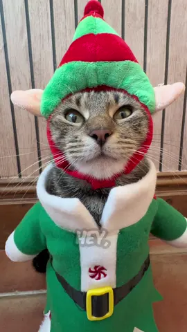 Send this to a short person #pets #viral #funny 