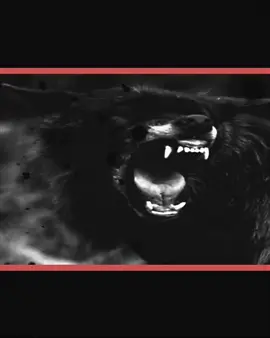 #☆أّلَمًصّـمًمً #أّلزعيم☆ 