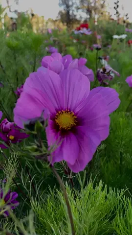 لم يمضي الأمر مازال يحدث هنا في قلبي…🍂