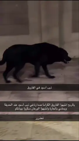 #الجبيل_الصناعيه #ذيب #fyp #keşfet #jubail 